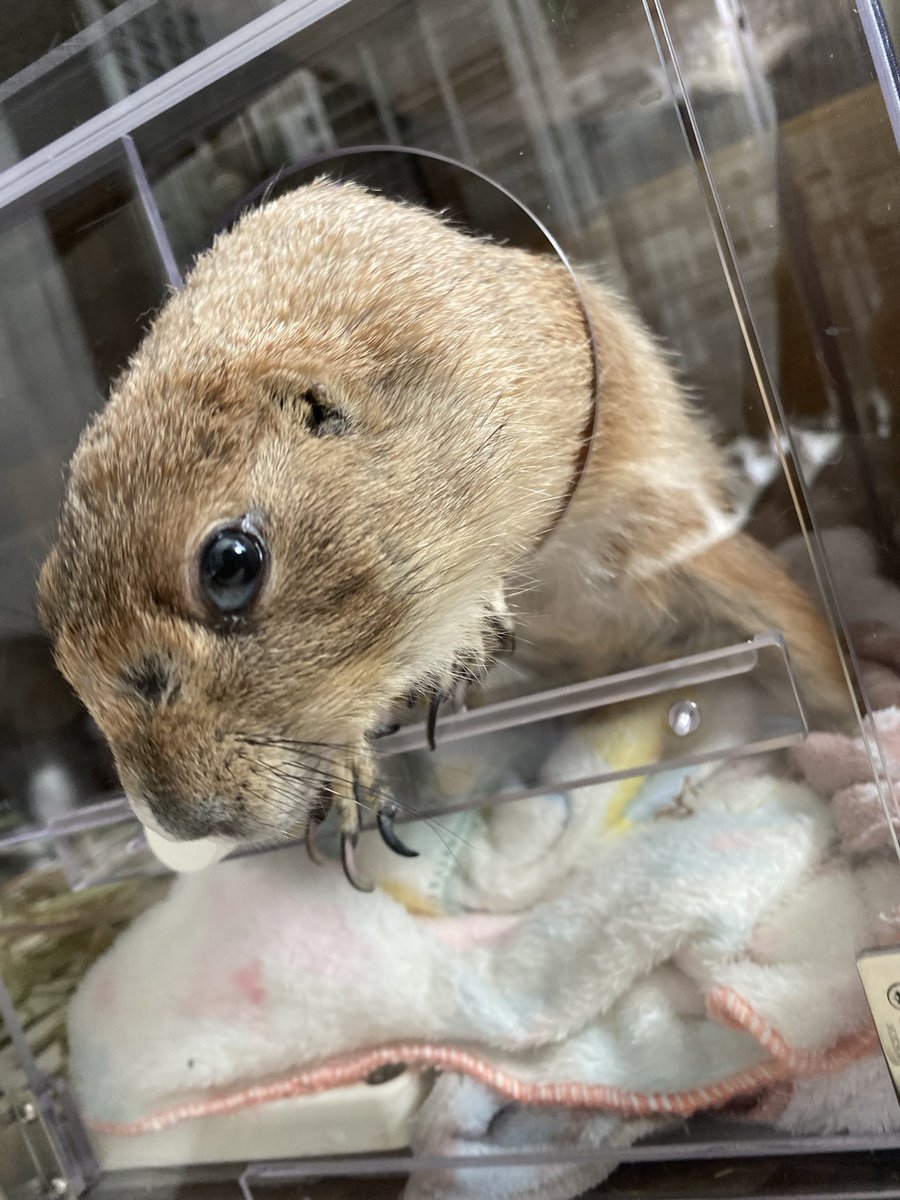puipuioukoku_f's tweet photo. かれこれ2時間半、
酸素室にハウスさせても小窓自分で開けて窓辺に出てくるんです🤣💦
猫たちも大喜びかつ気にしてくれてます🍀

しかも、またジャンプして自力で登るので衝撃すぎます…… https://t.co/umSZeziAKn