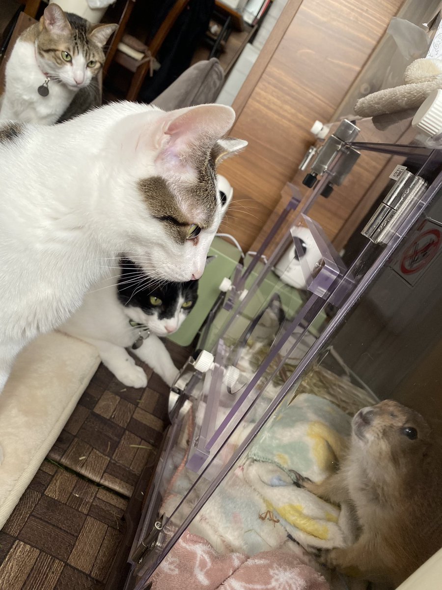 puipuioukoku_f's tweet photo. かれこれ2時間半、
酸素室にハウスさせても小窓自分で開けて窓辺に出てくるんです🤣💦
猫たちも大喜びかつ気にしてくれてます🍀

しかも、またジャンプして自力で登るので衝撃すぎます…… https://t.co/umSZeziAKn