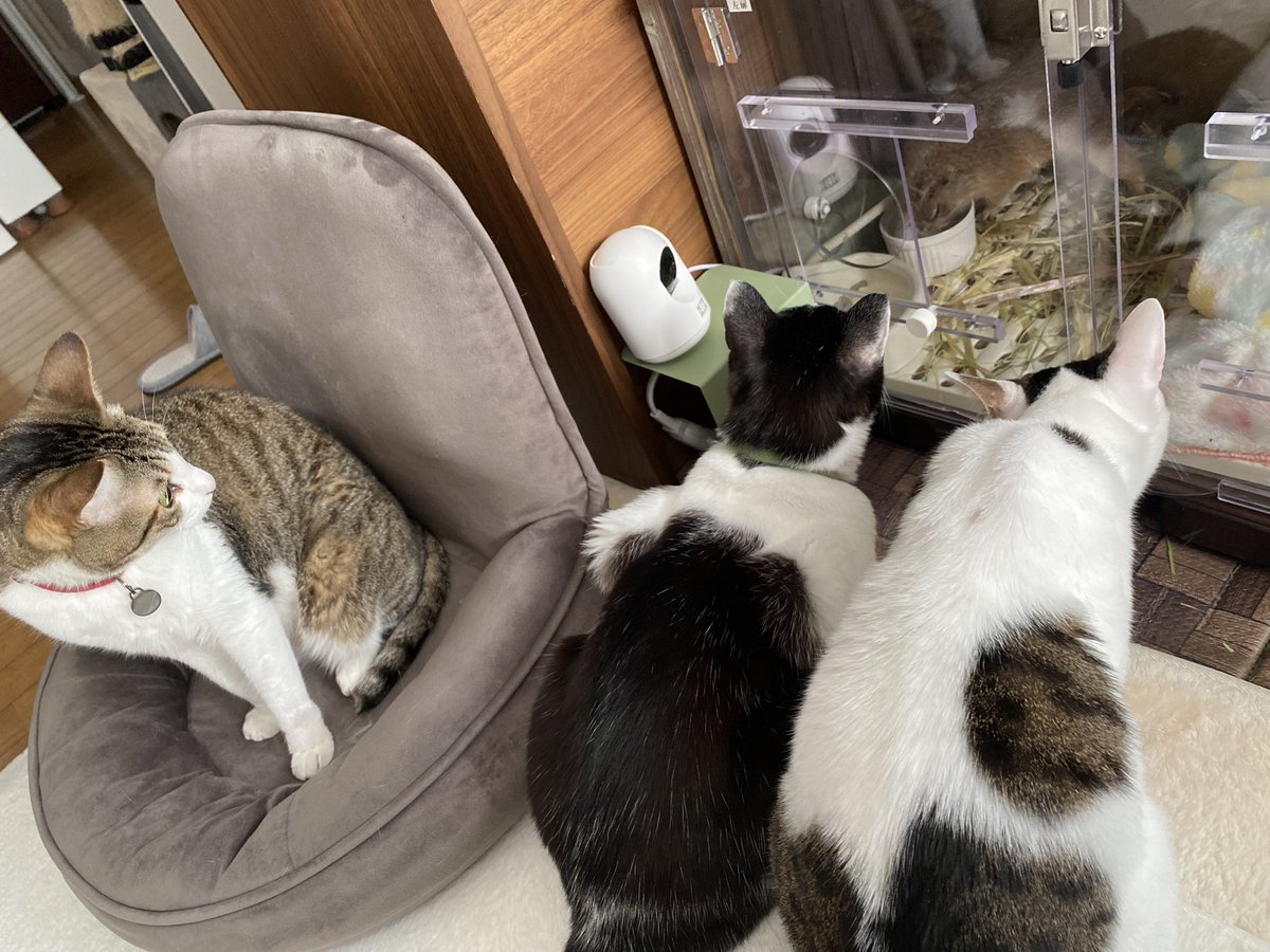 puipuioukoku_f's tweet photo. かれこれ2時間半、
酸素室にハウスさせても小窓自分で開けて窓辺に出てくるんです🤣💦
猫たちも大喜びかつ気にしてくれてます🍀

しかも、またジャンプして自力で登るので衝撃すぎます…… https://t.co/umSZeziAKn