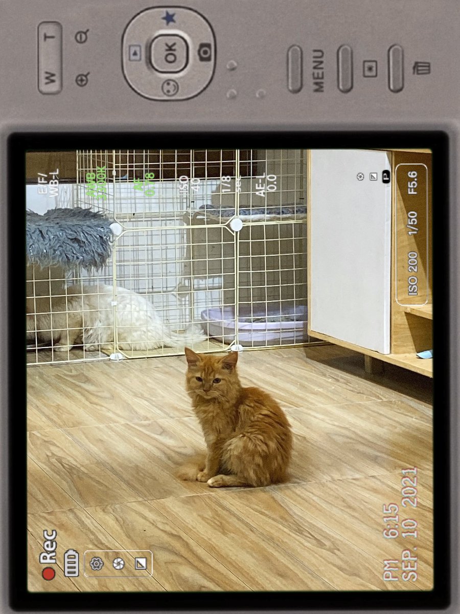 rain_colein's tweet photo. I feel better when I see cats ☺️ (after my night class)
@bevycatcafe 🤍 https://t.co/6YfZNt4a3e