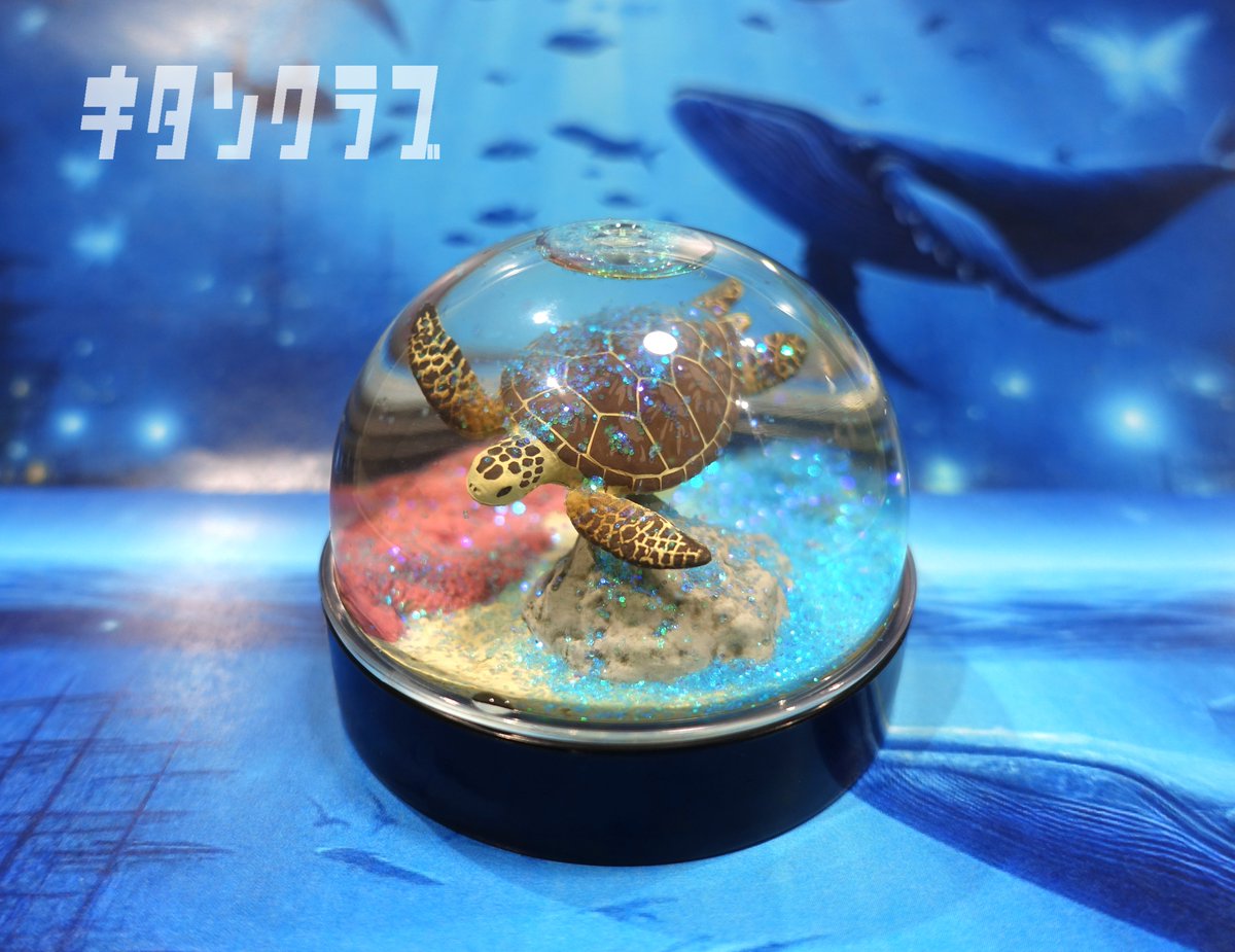 チラ見せ🐢／ 水を入れるとスノードームになる⛄ カプセルレスの