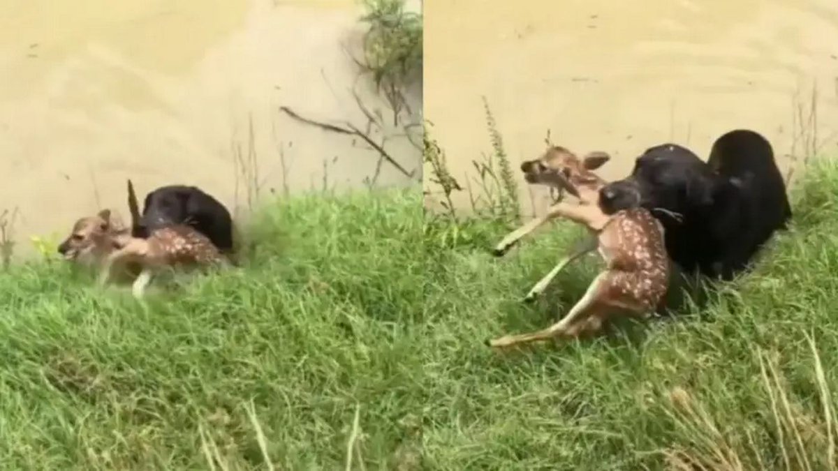 biz4goodshow's tweet image. #Animals #TopVideos Video of a Dog Rescuing Drowning Fawn Goes Viral via Surprising Twitter Account (WATCH) dlvr.it/T23LFf