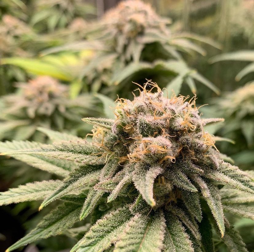 Growing some Special Kush SK1 from <a href="/royalqueenseeds/">Royal Queen Seeds</a> awesome strain.🔥

#WeedLovers #CannabisCommunity #cannabisculture #cannabisgrower #StonerFam #weedlife