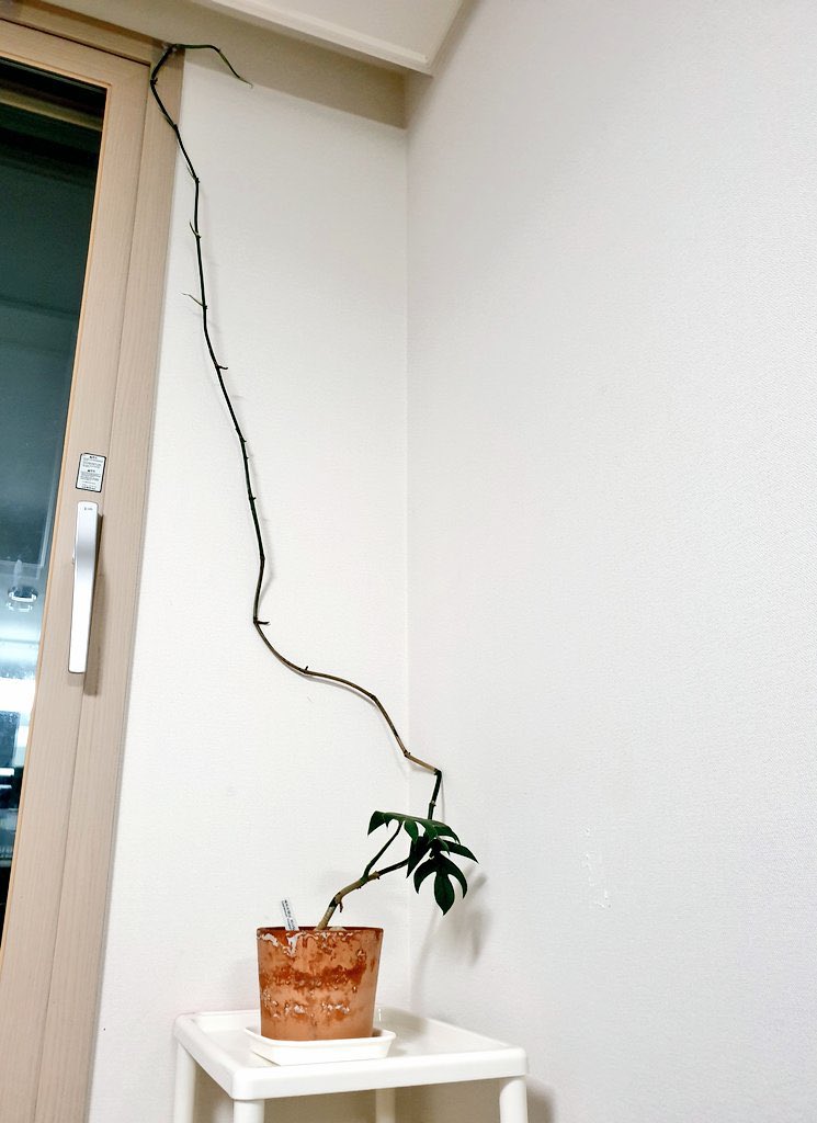 #2024망한수형대회
태초에 에피프레넘 피나텀이 있었으니...