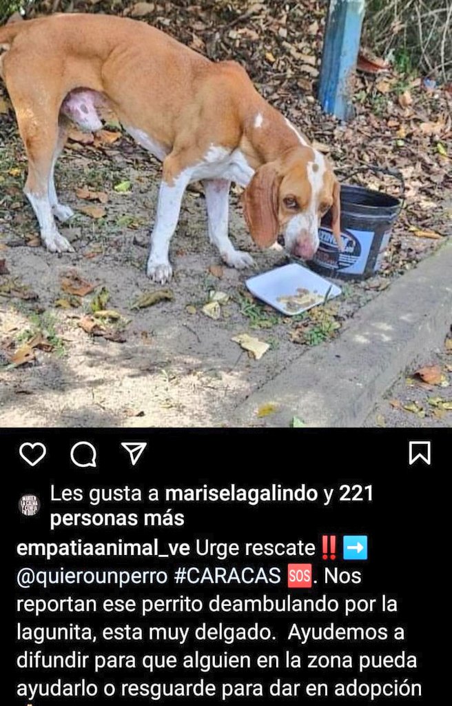 URGE resguardo RP <a href="/Mary_Jar/">Mary X 🩵🐕🐈</a>: En estos casos, no hay certeza que se trate de un peludo extraviado o estemos ante un abandono animal. Aquí lo importante es resguardar al angelito. Y por supuesto, difundir. Atención #Caracas La Lagunita.