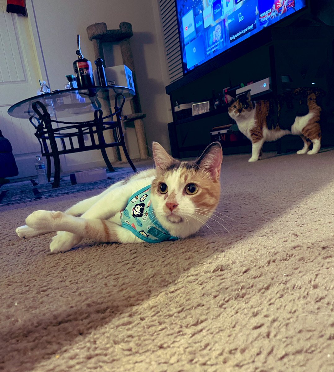 fintlien's tweet photo. Today starts the official 1st day of Harness training Bo ๐ธ
Sheโs doing so good so far! Hopefully we be able to get her good enough to go on adventures with us some day! ๐ฅณ
#kitty #harnesstraining https://t.co/Y88cw0VnLY