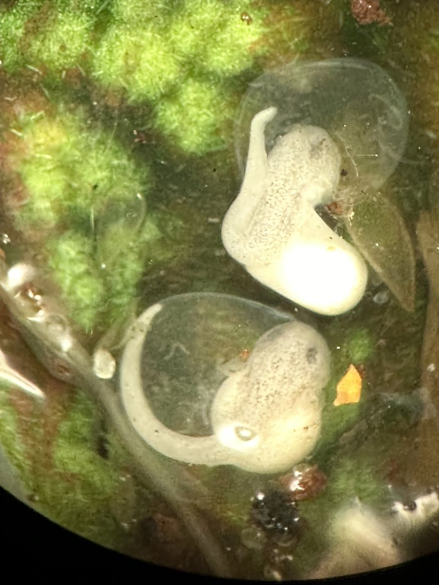 Morgan Muell (@morganrmuell) on Twitter photo Discovered these cute little surprises from my Ranitomeya benedicta with <a href="/km_eaton/">Katie Eaton</a> over the weekend. Going to try to track Gosner stages weekly to chat about frog development with this springās herpetology class! Discovered these cute little surprises from my Ranitomeya benedicta with <a href="/km_eaton/">Katie Eaton</a> over the weekend. Going to try to track Gosner stages weekly to chat about frog development with this springās herpetology class!