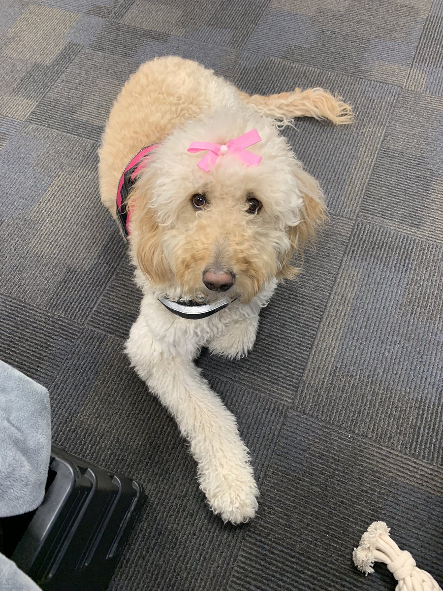 Hey hey Pom (@1heyclass) on Twitter photo <a href="/MillCreek512/">Mill Creek Elementary Mustangs</a> own Ivy is in #americasfavpet competition! You can vote for her once a day. Please vote &share with others. Ivy works so hard for our students & staff! @misslacy_6 <a href="/MedlinKatherine/">Katherine Medlin</a> <a href="/MillCreekSSW/">Kaylea Brokering</a>
<a href="/BeahanJanae/">Janae Beahan</a>
<a href="/MillCreekLxPTA/">Mill Creek PTA</a>
<a href="/theSMSD/">SM School District</a>
americasfavpet.com/2024/ivy-364a <a href="/MillCreek512/">Mill Creek Elementary Mustangs</a> own Ivy is in #americasfavpet competition! You can vote for her once a day. Please vote &share with others. Ivy works so hard for our students & staff! @misslacy_6 <a href="/MedlinKatherine/">Katherine Medlin</a> <a href="/MillCreekSSW/">Kaylea Brokering</a>
<a href="/BeahanJanae/">Janae Beahan</a>
<a href="/MillCreekLxPTA/">Mill Creek PTA</a>
<a href="/theSMSD/">SM School District</a>
americasfavpet.com/2024/ivy-364a