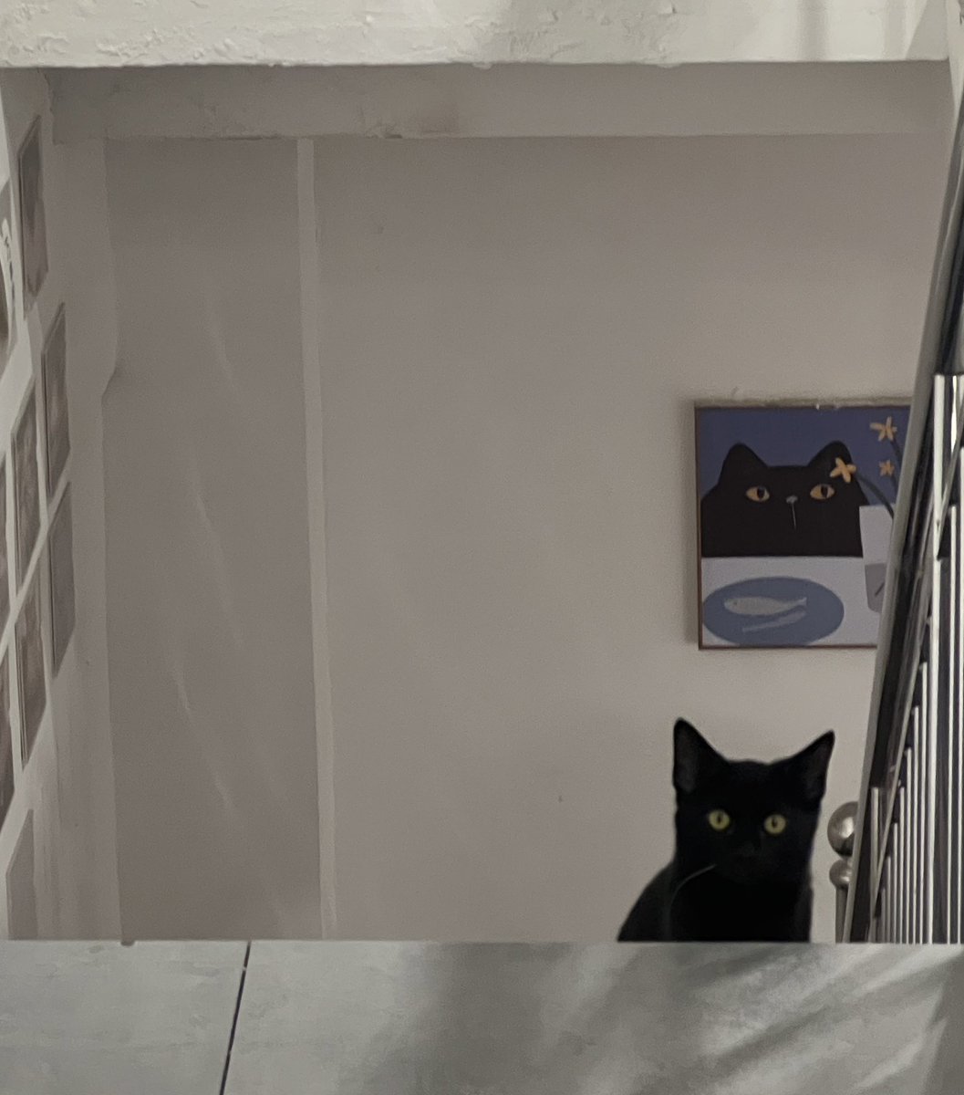 bovocute's tweet photo. 喜欢猫猫 https://t.co/ymjsk0P2s4
