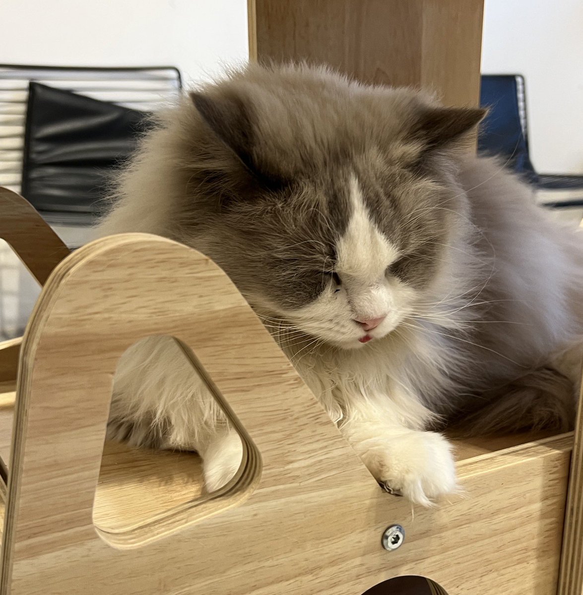 bovocute's tweet photo. 喜欢猫猫 https://t.co/ymjsk0P2s4