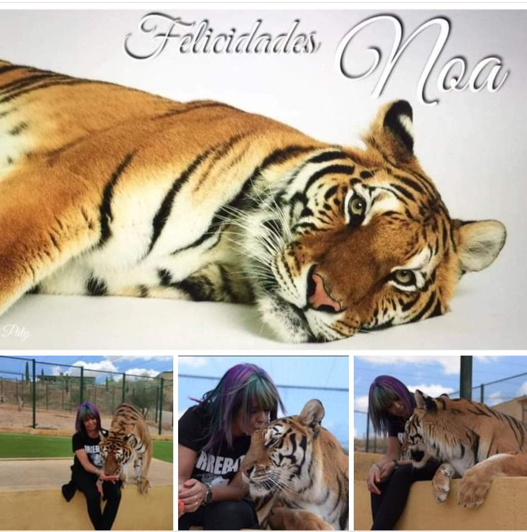 #Felicidades Noa 🐯 🥳
#Tigre  #Animalessalvajes 
#Faunayaccion