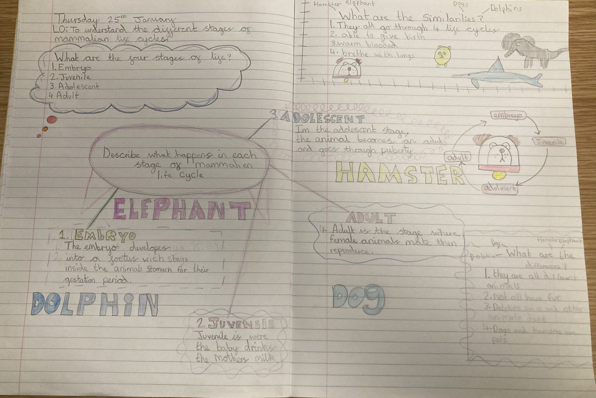 CopleyJuniorYr5's tweet photo. In Science, we have been learning about mammalian life cycles. In particular we looked at elephants, dogs, hamsters and dolphins and made comparisons of similarities and differences. We presented our work in lots of creative ways on double page spreads! #CopleyScience https://t.co/HbfPZzAmuC