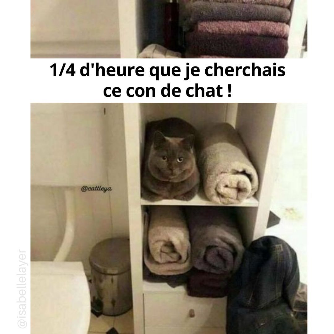 IsabelleLayer's tweet image. Chat perché... 😹

#chatperche #blaguedechat #cachecache #ouestlechat #chercheettrouve #chatmalin #chatcache #humour #blague #blaguedujour #rionsunpeu #bonnejournee