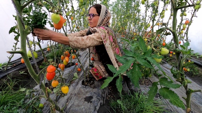 A recipe for success: technology, tomatoes and tulips 📲🍅🌷✨ Meet the trailblazing rural women in #Pakistan and #Bangladesh who are using social media to take their businesses to new heights: bit.ly/IFAD-tomatoes-…