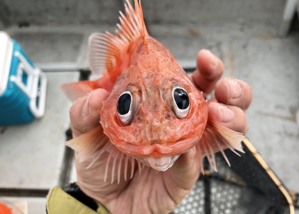 水深40cmにいたオニダルマオコゼと、水深200mから採れたユメカサゴ