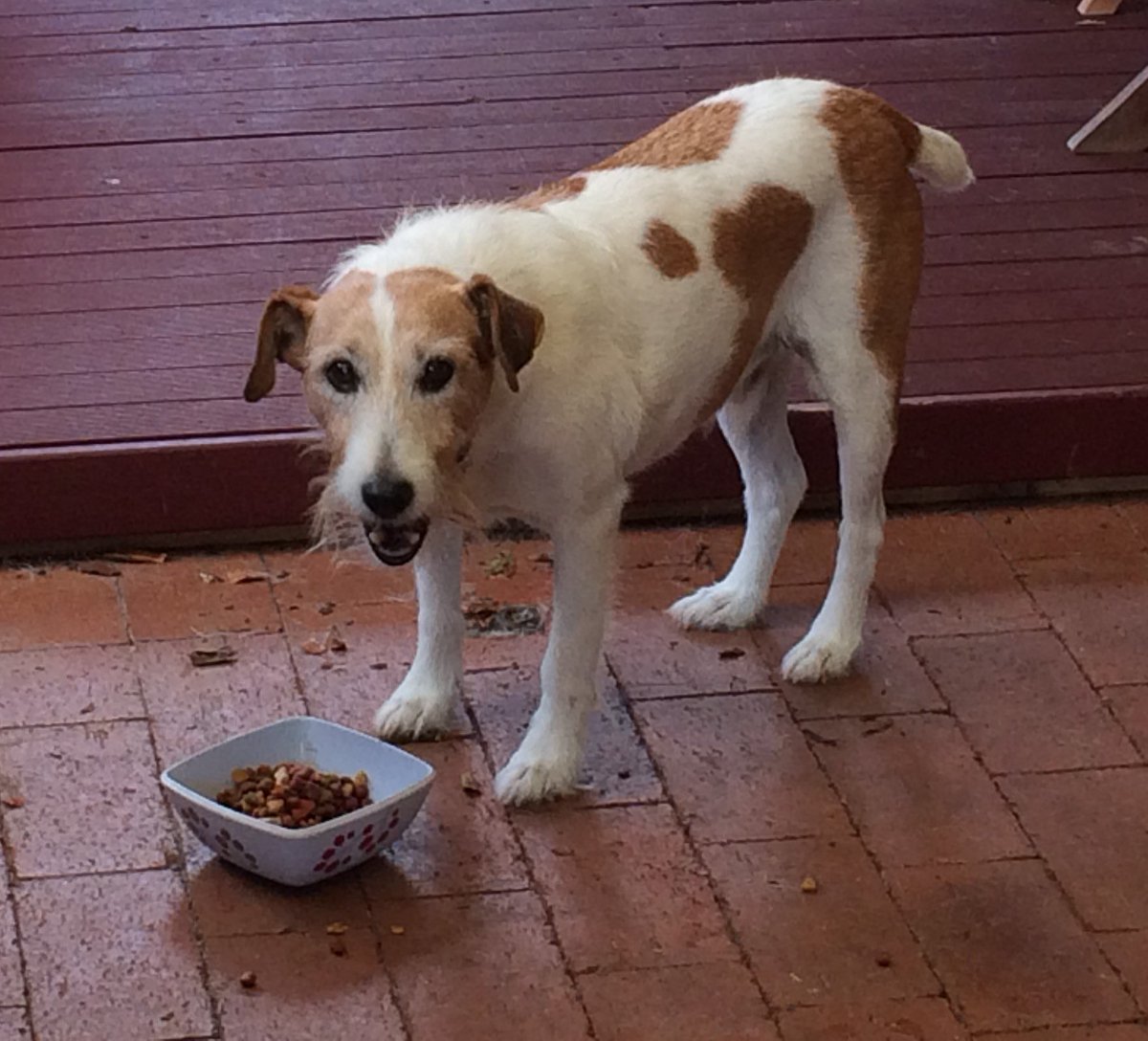 My little mate WokStar - young and at 17 just before he died. He was cheeky, playful and affectionate … would walk behind me and kiss behind my knee … easily trained Parson Jack Russel , so smart so missed