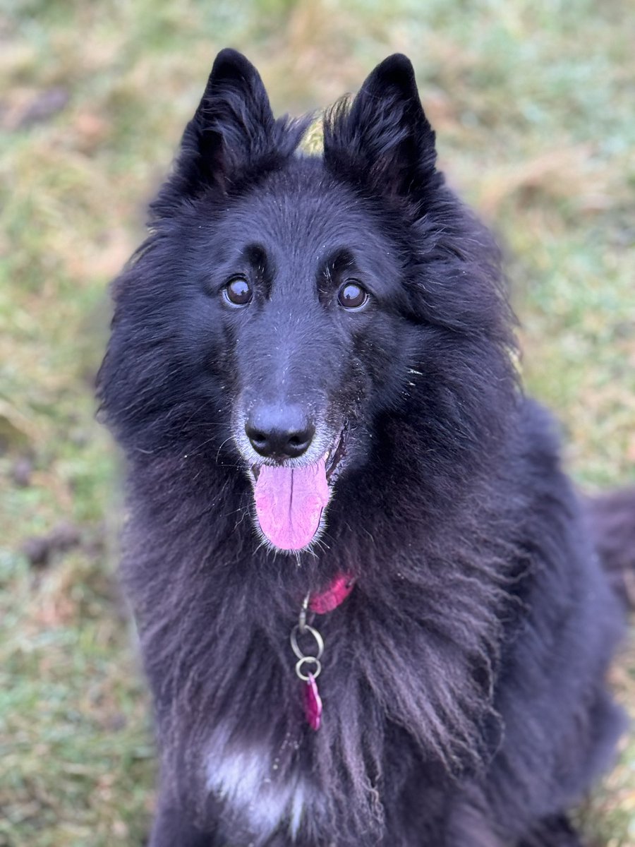 Barnsleypets's tweet photo. Xara and Meg on their morning walk #dog #dogwalker #Barnsley #Yorkshire #cute #dogsofinstagram #Belgianshepherd #belgiangroend #labrador https://t.co/0u68d8nxFw