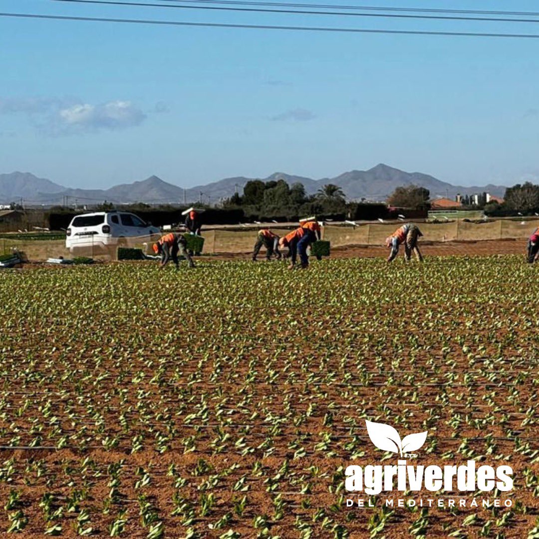 agriverdes's tweet photo. Buenos dias, continuamos sumando nuestro compromiso del trabajo bien hecho, seguimos realizando plantaciones🌱🥬 en el campo de Cartagena. #agricultura  #campo  #plantaciones #empleo #trabajo #recursoshumanos https://t.co/XJZBiwWKTG