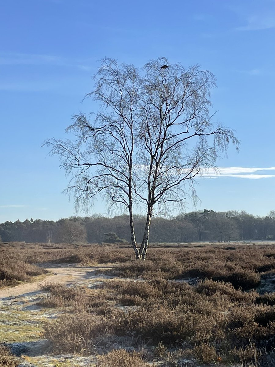 Zo heb ik mijn bomen het liefste, helemaal voor mij alleen 🥳