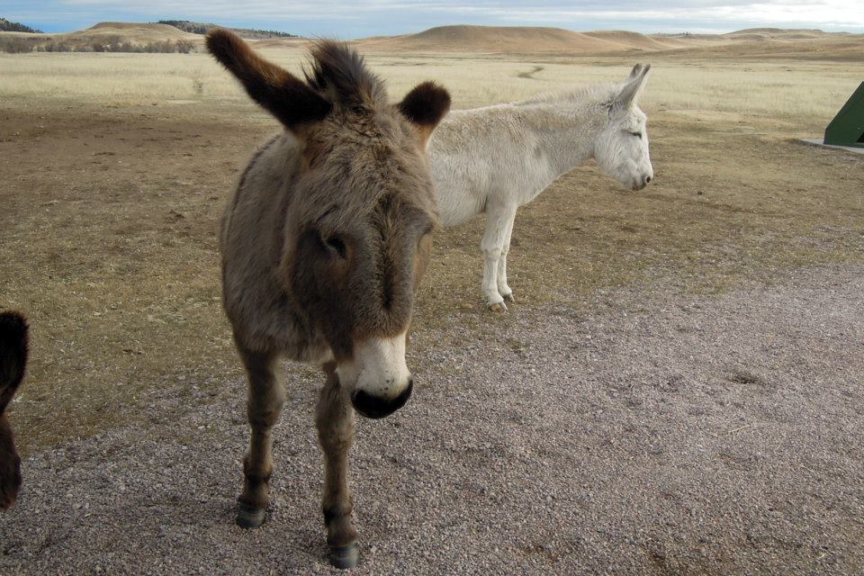 michashikes's tweet photo. Wild mules in Custer State Park, South Dakota
#mule #wildmule #custerstatepark #southdakota #wildlife #wildlifephotography #outdoors #wildlifeloop #travel #wanderlust https://t.co/MFz0nyQJLd