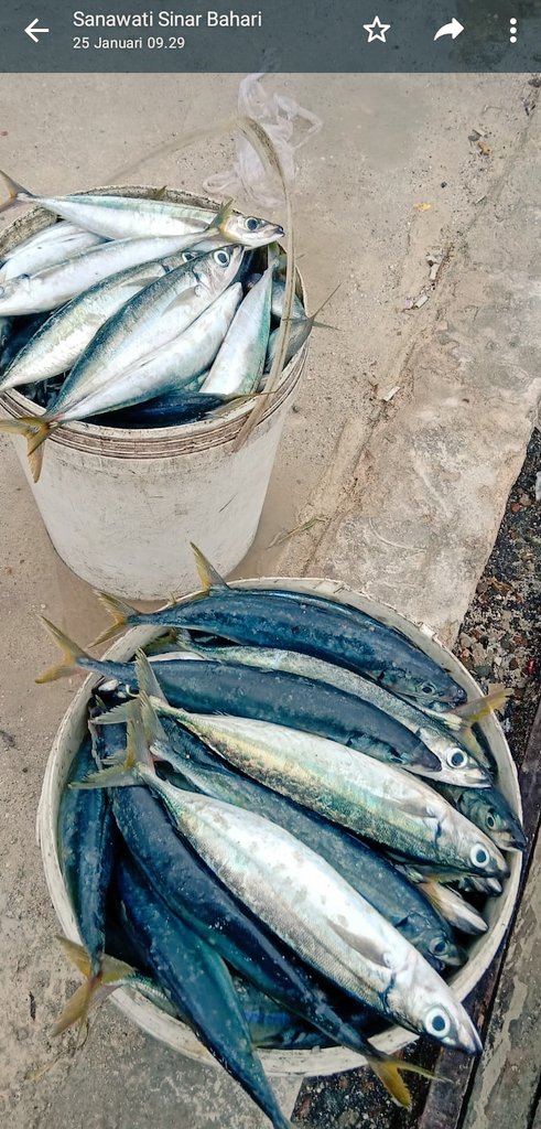 arif_hamiruddin's tweet photo. Kamis-Jumat, 25-26/01/2024, Luhkan Wakatobi La Ode Arif. 
📝 Produksi 270 ekor 34 kg ikan layang jadi asar garam, Poklahsar Sinar Bahari. Pemasaran lokal.
📌 Kel. Bahari, Kec. Tomia Timur, P. Tomia
#GiatLuhkanSatminkalMaros 
@BRPBAP3_Maros 
@puslatluhkp 
@Ditjen_PDSPKP https://t.co/yV6fGTFPwj