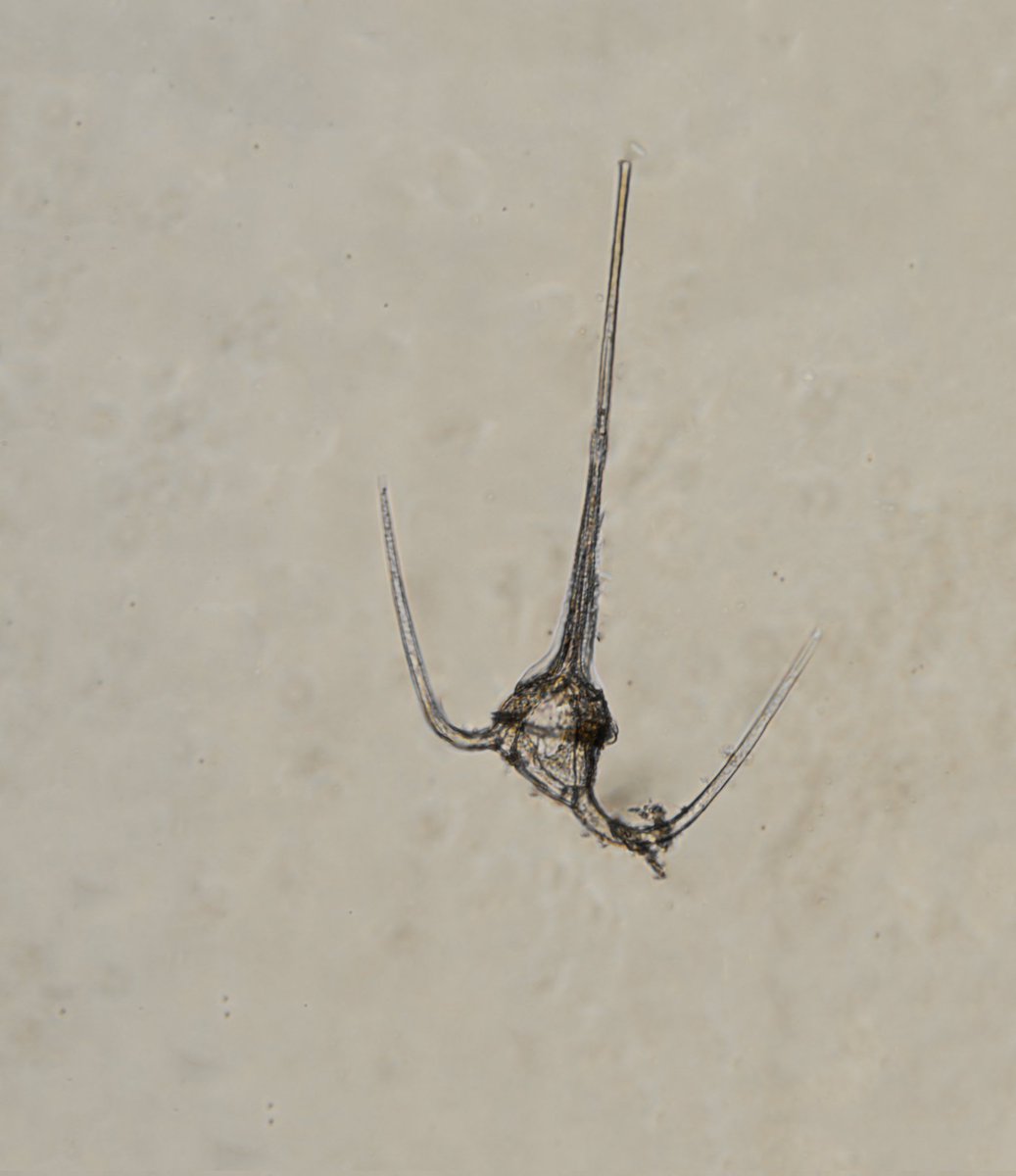 LERwildphoto's tweet photo. Dinoflagelate of the Pacific Ocean of Guatemala.#Guatemala #nature #naturaleza #wildlifephotography #naturephotography #plancton #microscopicworld #mundomicroscopico #plankton #oceans #océanos #Dinoflagelates #Dinoflagelados #RedTide #MareaRoja #Ceratium #oceanopacifico https://t.co/ofOtRJ0TLn