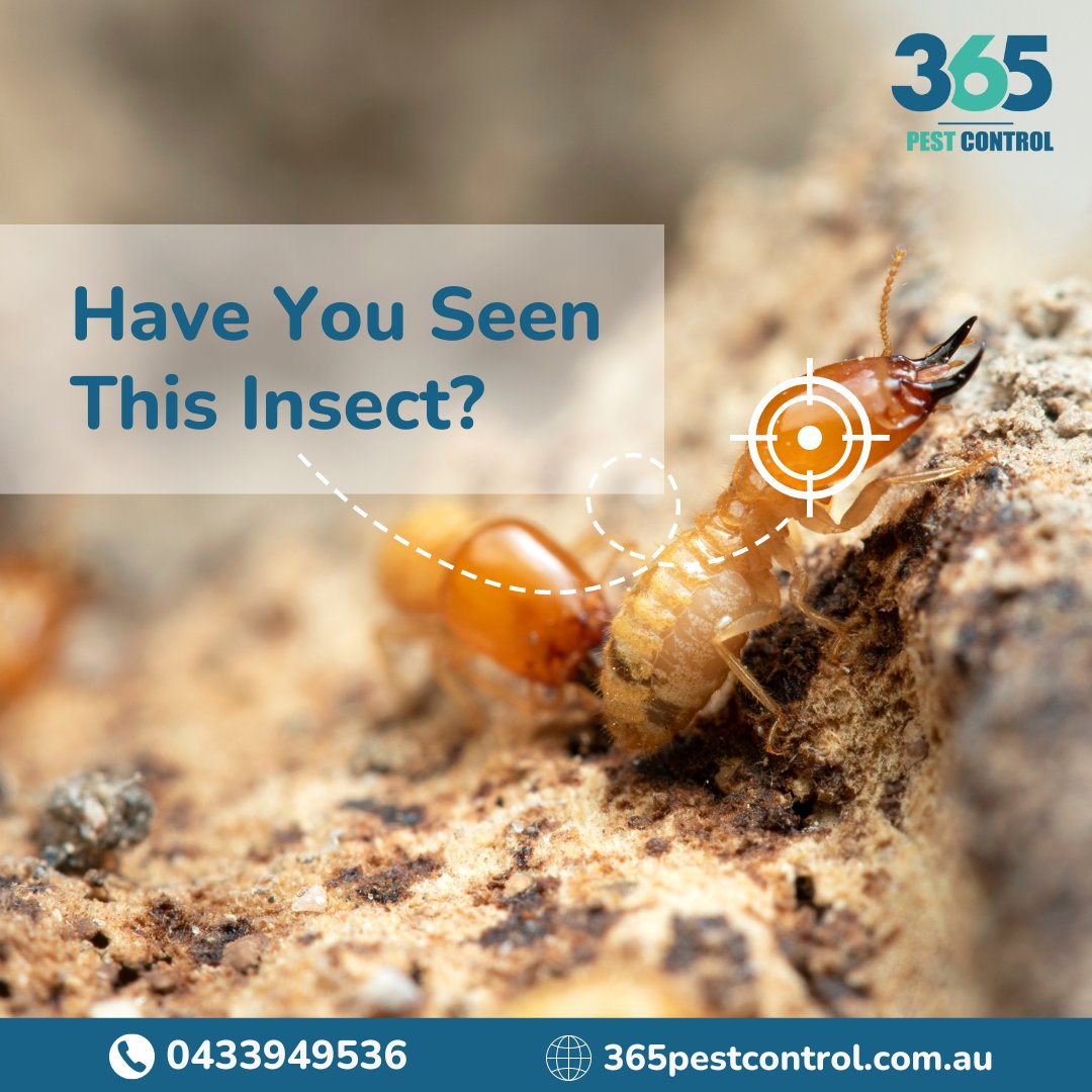 Book your Termite pest control services on 365 pest control in Wyndham Vale

Call us today @ 0433949536

Visit us: 365pestcontrol.com.au/pest-solutions…

#pestcontrol #pestcontrolservice #pest #termitecontrol #pets #cat #pestmanagement #bedbugs #bugs #insects #termites #pests #rodentcontrol