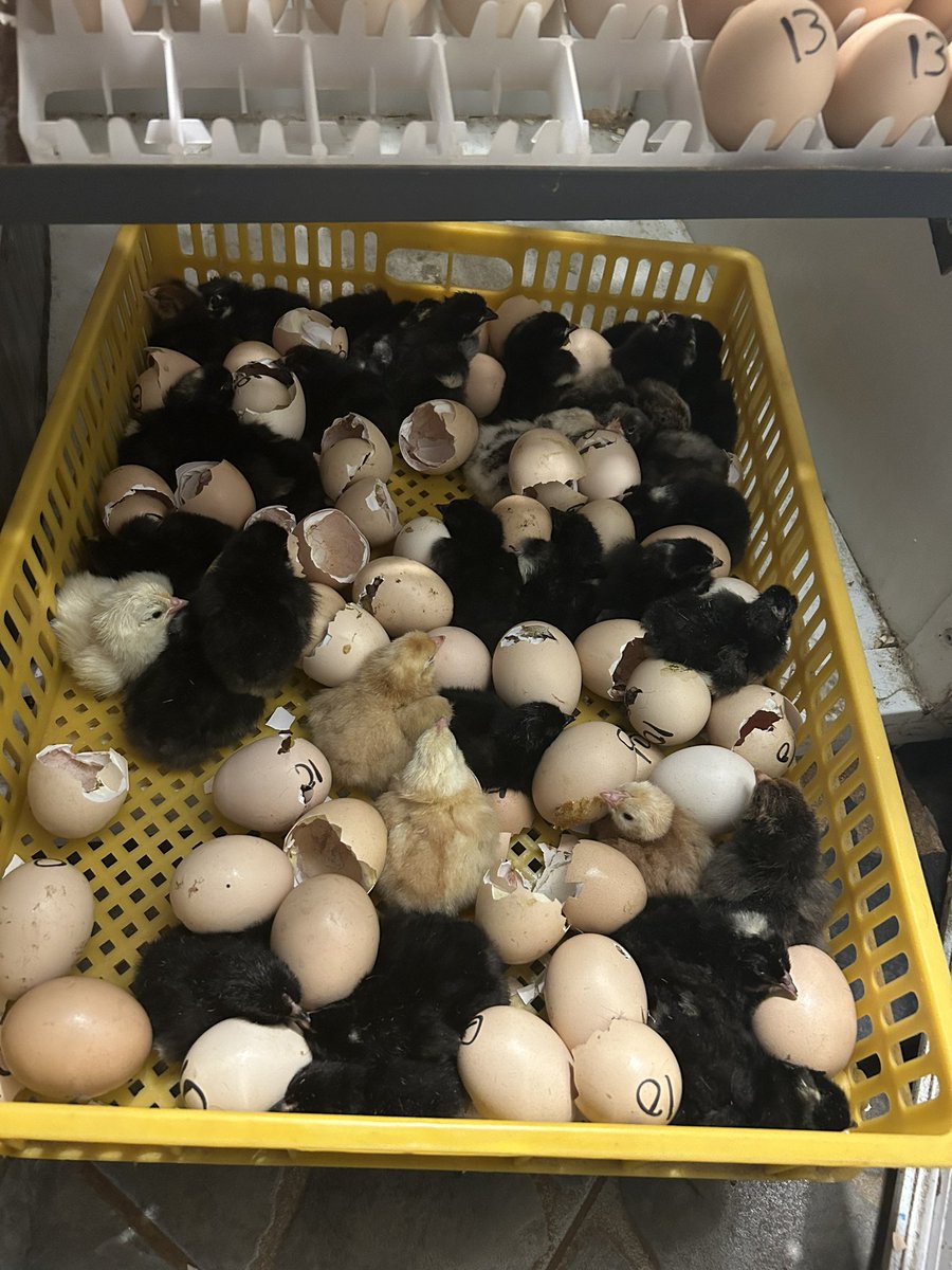 MUZVINAMUSHONGA tweet media