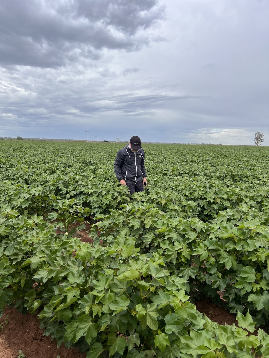 Great to get out recently with <a href="/LibertySpecMkts/">LibertySpecialtyMkts</a>  to see some of the cotton crops we insure in the Carrathool area.

Despite the hail, there's a mix of thriving and challenging patches. Special thanks to Agri Business Consulting Group for their assistance.