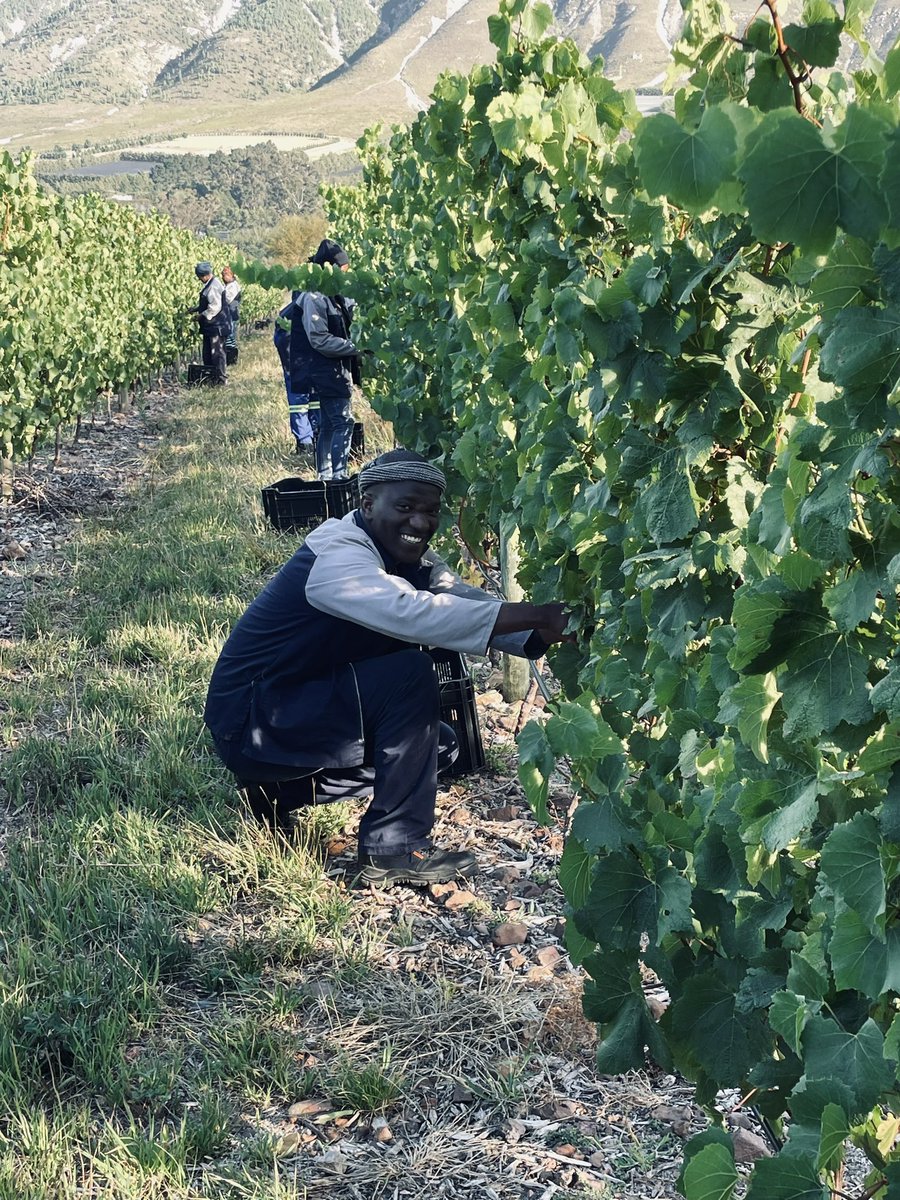 Harvest 2024 has begun! A beautiful morning yesterday in Hemel-en-Aarde picking our young single vineyard Chardonnay, block 1 planted in 2020. Excited to see what this vineyard will give us.