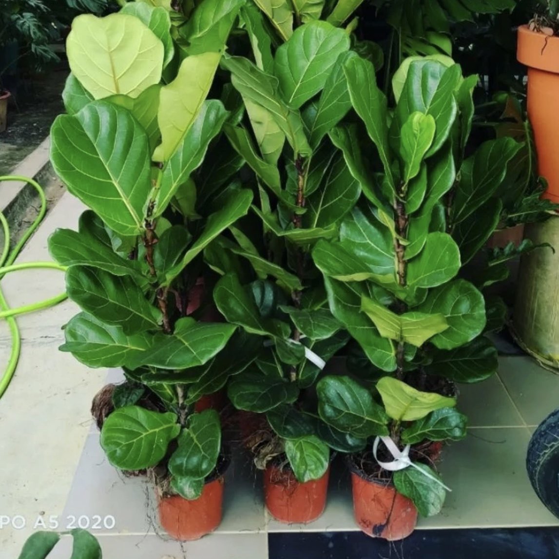 Ficus Lyrata (Big Leaf) 3feet 😊 Buy 2@RM80.00

shope.ee/9UcoLnUtk0
