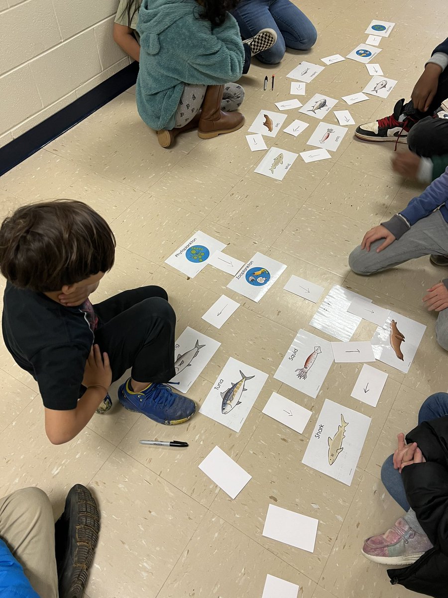susansamson's tweet photo. We worked our way through an ocean food web today. #WLEScience #wildcatslearning https://t.co/rAagxAb0Xt
