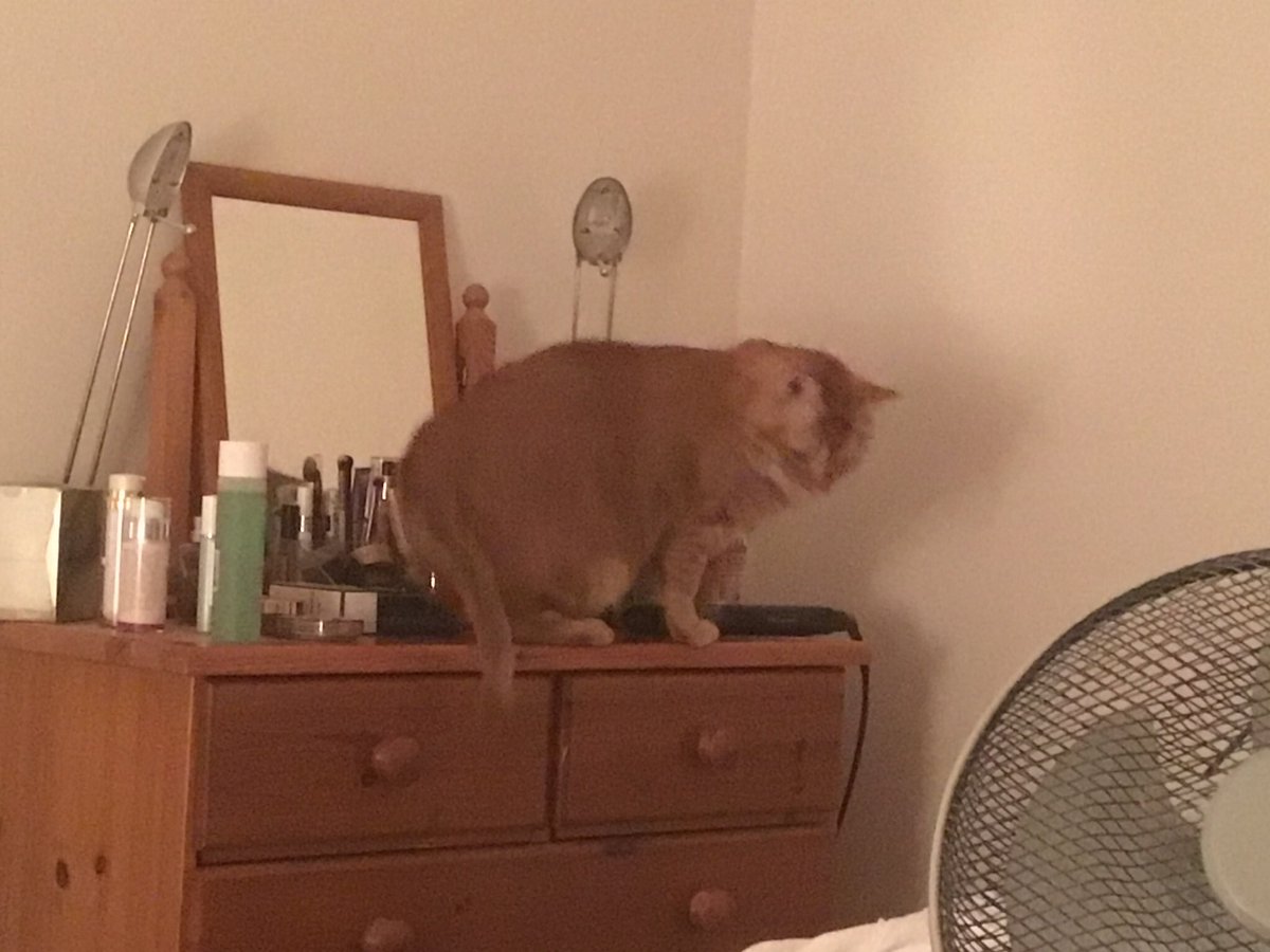 Jacqui Wright & Ollie 🐈 tweet media