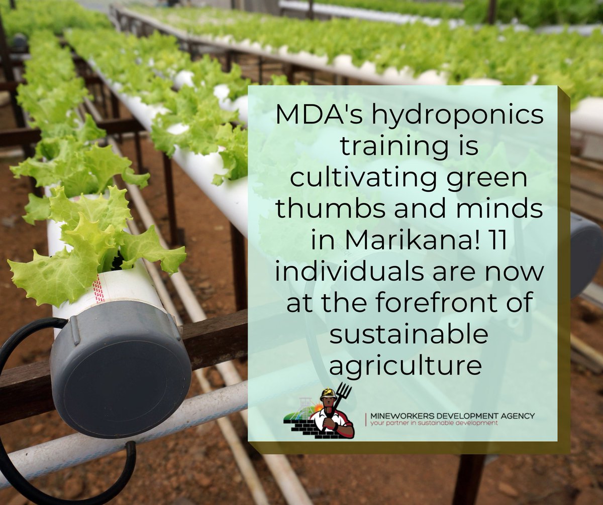 mdevelopmentage's tweet photo. MDA's hydroponics training is cultivating green thumbs and minds in Marikana! 11 individuals are now at the forefront of sustainable agriculture. #GreenInnovation #MDAtraining #SustainableFuture" https://t.co/05bV20y3Ww