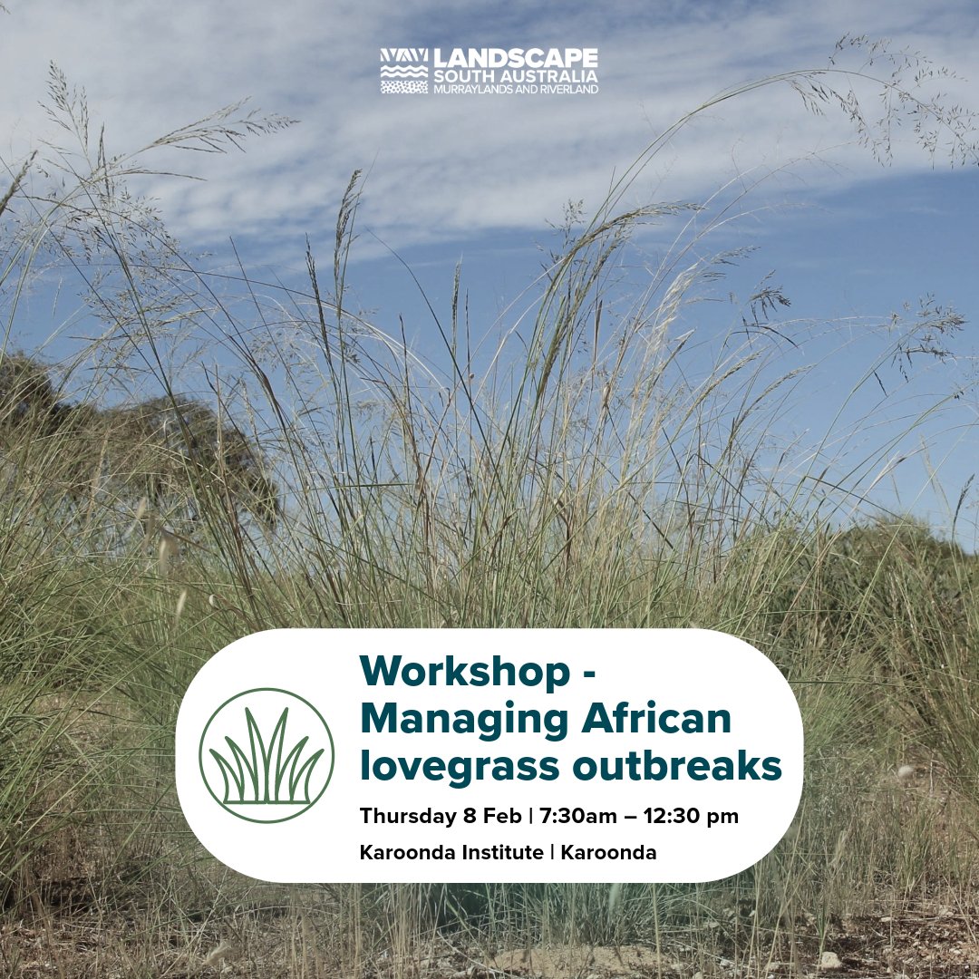 Register now for a FREE ½ day workshop to learn how to manage #AfricanLovegrass. Free breakfast, expert speakers + a trip to a local demo site. Registration essential – go to 📲landscape.sa.gov.au/mr/events/afri… @SA_PIRSA #Lovegrass #weeds #pestplants #MyMRlandscape #graingrowers #pasture