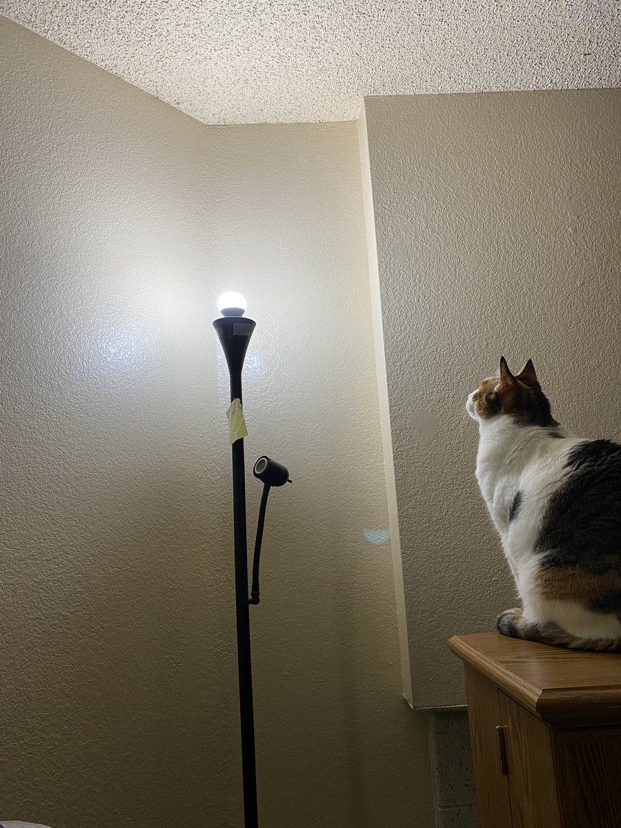 Sadie’s hunting a bug #Hedgewatch