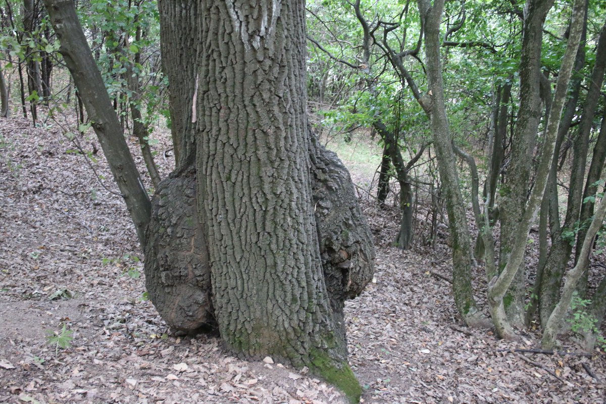Adam Treeshepherd Rutsch tweet media