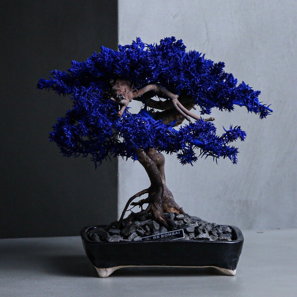 本日より🪴】TOUFU TOKYO POP UP STORE 『再生』をテーマに、枯れて