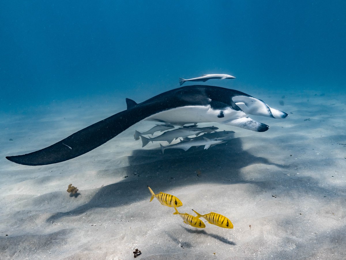 Remora and golden trevally have a mutualistically symbiotic relationship with manta rays, and they are commonly seen together on #NingalooReef. 📸 Louis Richter