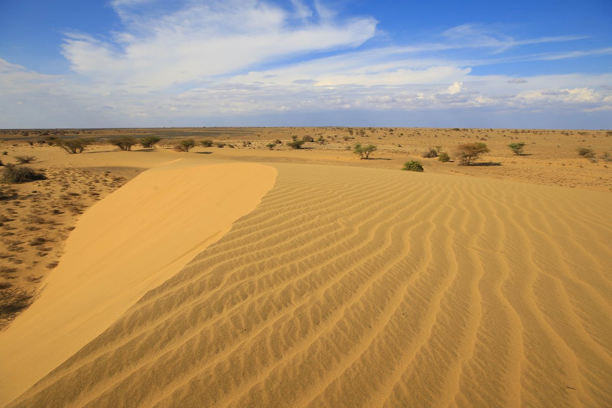 magicalkenya's tweet photo. Where do you go if you're looking for a thrilling adventure, stunning landscapes, breathtaking sunsets, and soft golden sands??

We've got two words for you...

CHALBI DESERT☀️🐪🇰🇪 
📍Marsabit County, Kenya

#MagicalKenya #TembeaKenya #365DaysOfMagic https://t.co/uoXGn3szCG