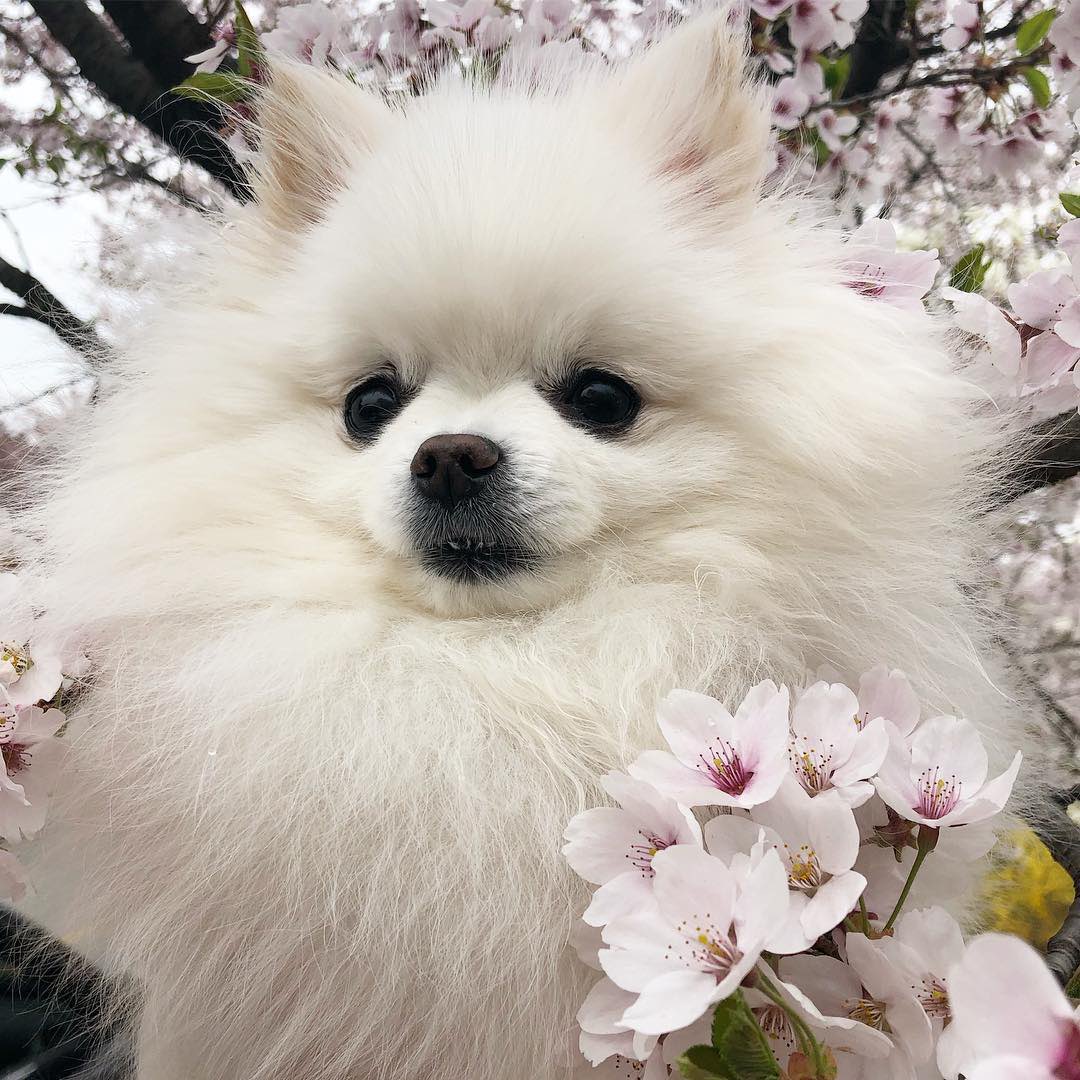 Surfer_Silver92's tweet photo. I think Bbosong, Gucci and Ray are playing happily together right now in heaven💚
Don’t worry Mina, Bbosong and Gucci are up there right now with Ray, he is not alone😊

Please watch over us up there little angels..Thanks for everything💕 https://t.co/RIrlrpzZHR
