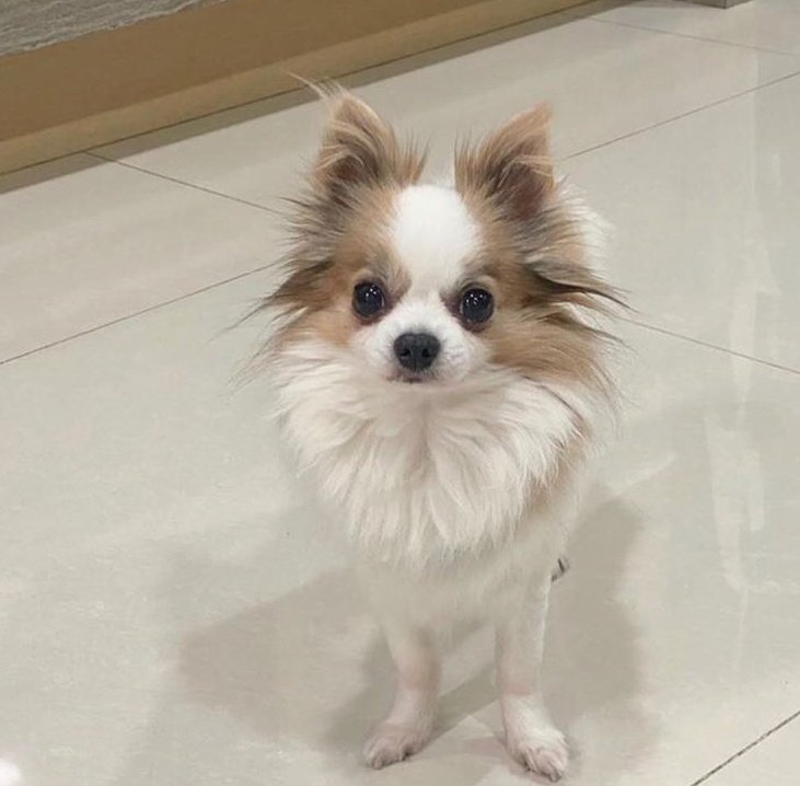 Surfer_Silver92's tweet photo. I think Bbosong, Gucci and Ray are playing happily together right now in heaven💚
Don’t worry Mina, Bbosong and Gucci are up there right now with Ray, he is not alone😊

Please watch over us up there little angels..Thanks for everything💕 https://t.co/RIrlrpzZHR