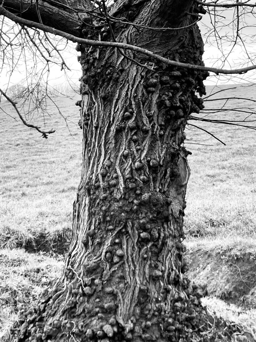 Good morning and best wishes to all
A knobbly willow for #thicktrunktuesday 

#tree #textureTuesday #treepeople