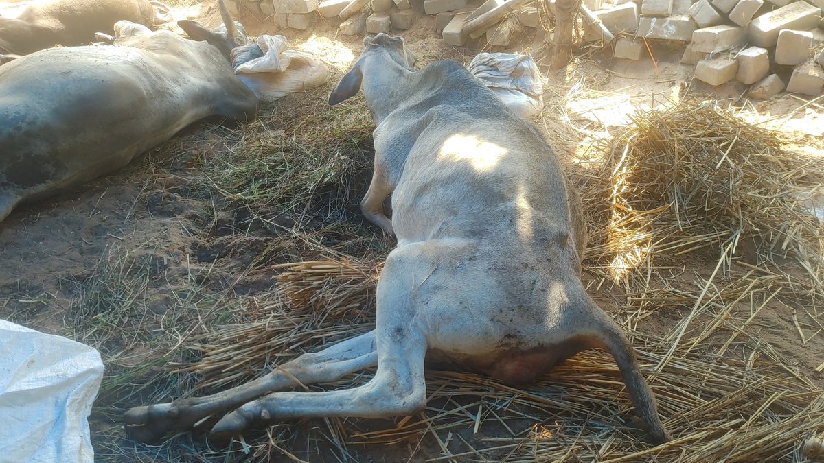 SATYASAMAL8's tweet photo. Immediate help needed. This handicapped cow is not able to give birth. Operation needed. No veterinary doctor is responding as they are on strike. Prayer to @CMO_Odisha @dahvsodisha @farddept @MoSarkar5T @pranabpdas @Naveen_Odisha @rajaaswain for immediate help. https://t.co/lWgrvaLZWS