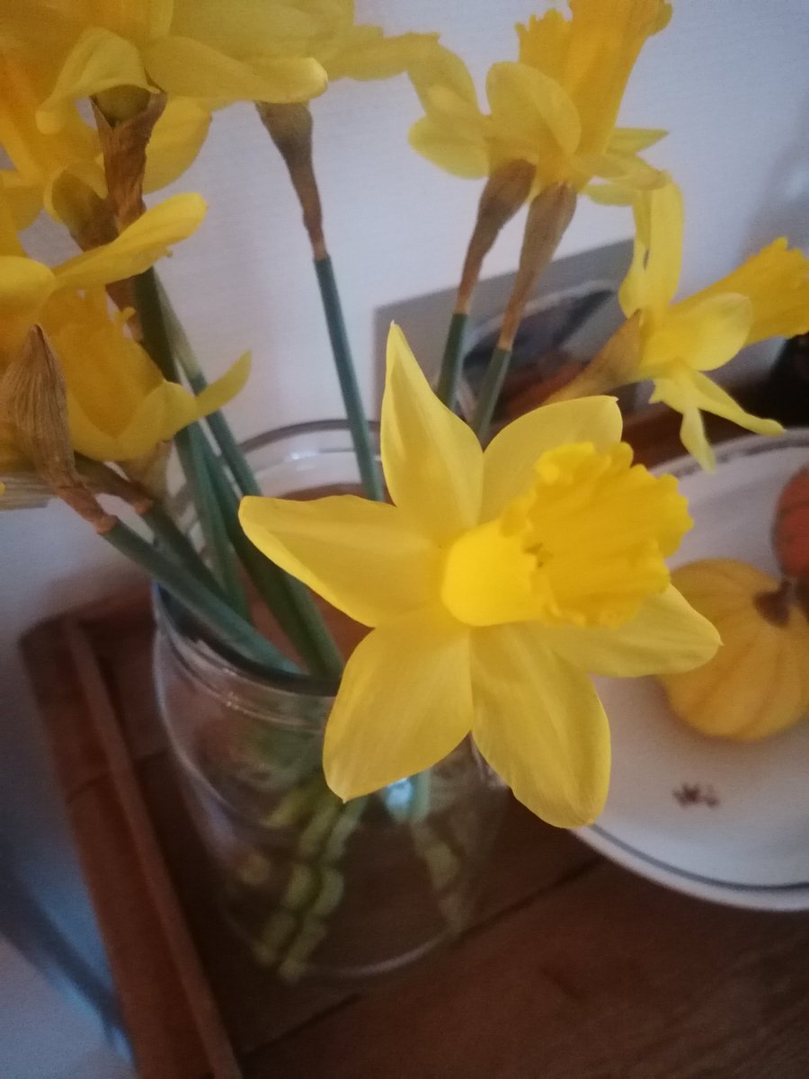 Clauswarming's tweet photo. Påsken lige om hjørnet eller vi tager lidt forskud😅
#blomster #nature #spring https://t.co/bo6LwRiXA7