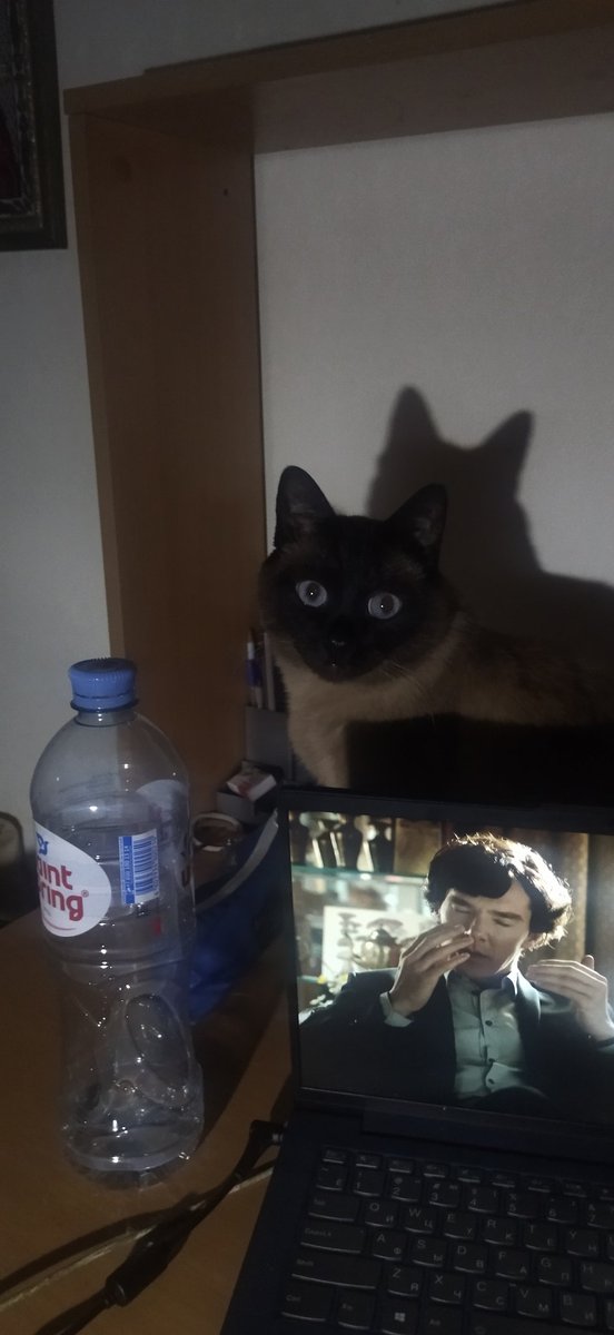 FrekledCharlie's tweet photo. Решила вчера кота заснять
Такой жуткий😂😂😂 https://t.co/b6fzk5i0Cl