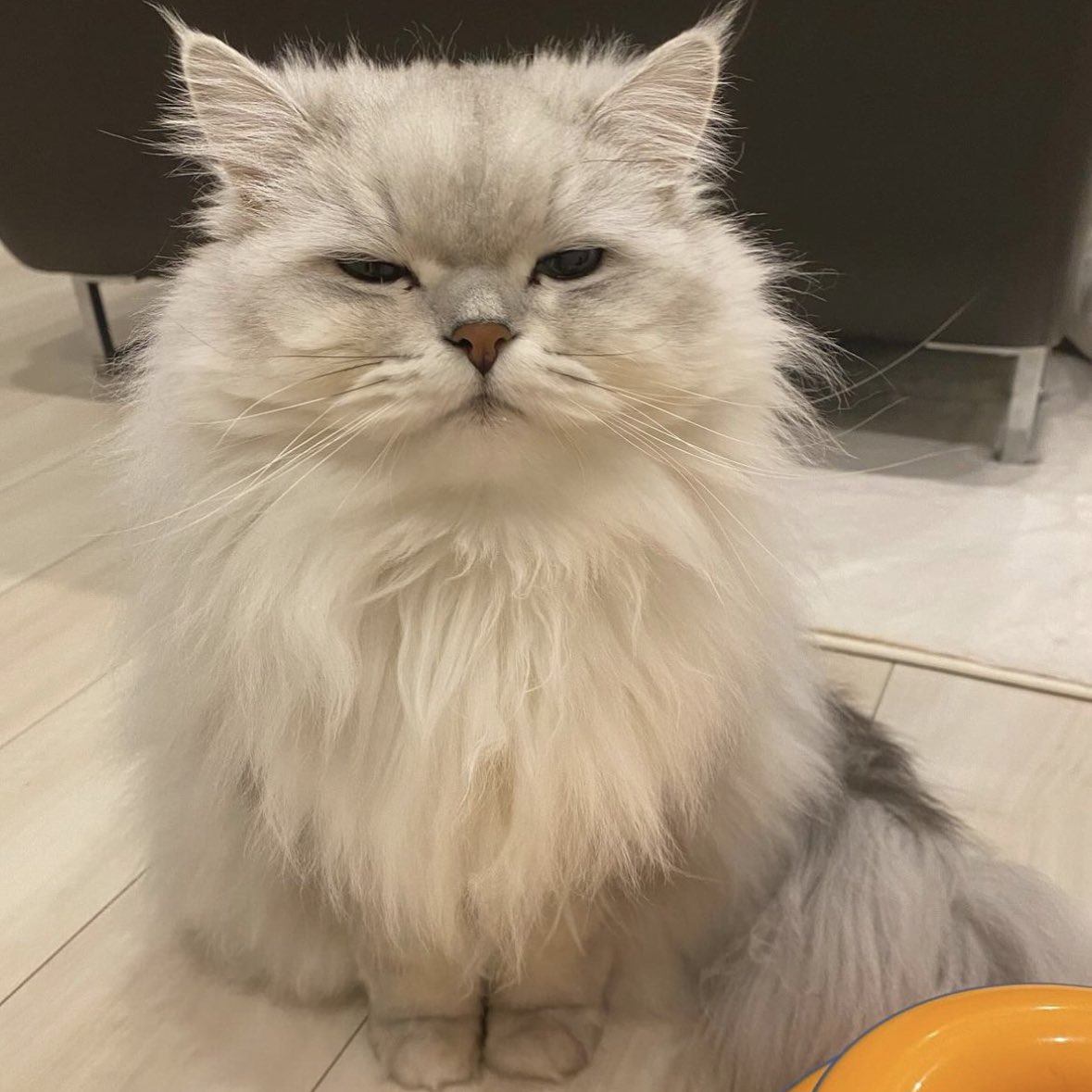 wintymin's tweet photo. down for you
- a #macolet one-shot au

wherein Maloi accidentally revealed her email address online and is now being spammed by cat pictures by Colet, who’s a complete stranger. https://t.co/yhDQfmFKLD