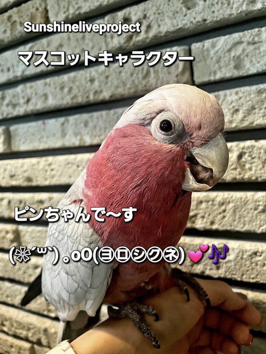 🎼🎶.•*¨*•.•*¨*•.¸¸•*¨*•.•*¨*

忘れてた！😳(ﾉ≧ڡ≦)☆💦

ピンちゃんゴメンね😆