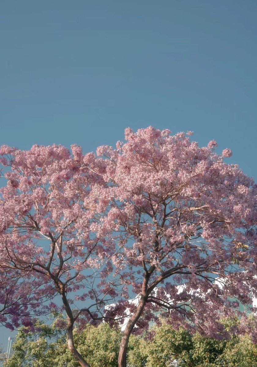 love cute pet🍥 (@hesftfour) on Twitter photo 