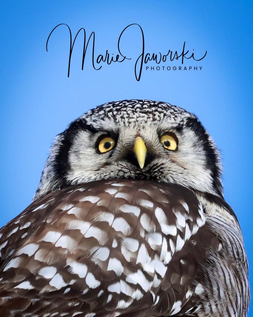 Portrait of a Northern Hawk Owl 🦉 #northernhawkowl #owl #Birdsofprey #manitobabirds #birdphotography